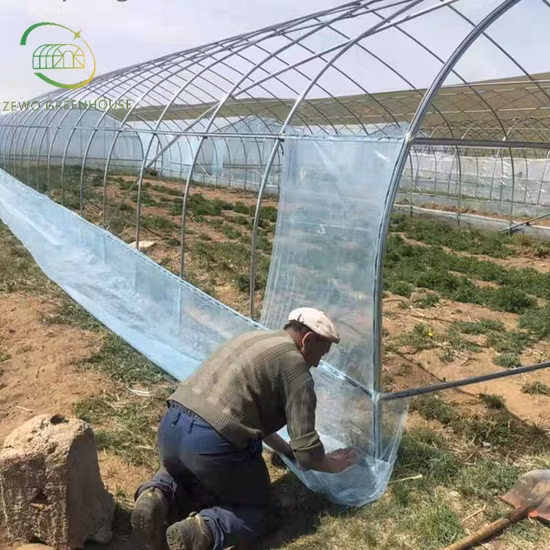 Low Cost Single Span Plastic Tunnel Greenhouse for Vegetables