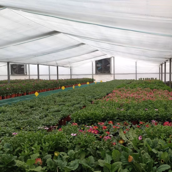 30 50 Mesh Cloche Net with Hoops for Poly Tunnels Tomatoes